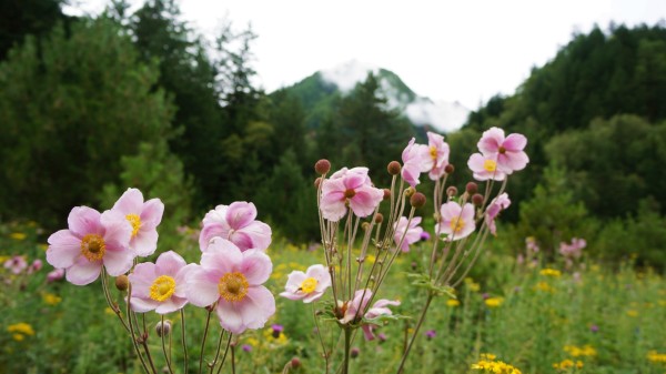 You can't miss view of Jiuzhaigou in your life, for there's no fairytale land other than it