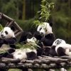 Chengdu City 3 Days Tour Special Offer 375$/Group