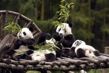 Chengdu City 1 day tour package special offer 125$/group