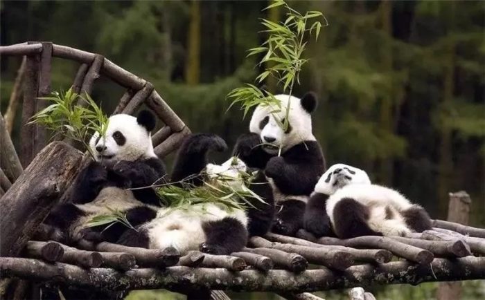 Chengdu City 1 day tour package 