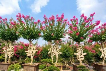 International horticultural exhibition 2024 Chengdu will open soon! What we can do for you?International horticultural exhibition 2024 Chengdu will open soon! What we can do for you?