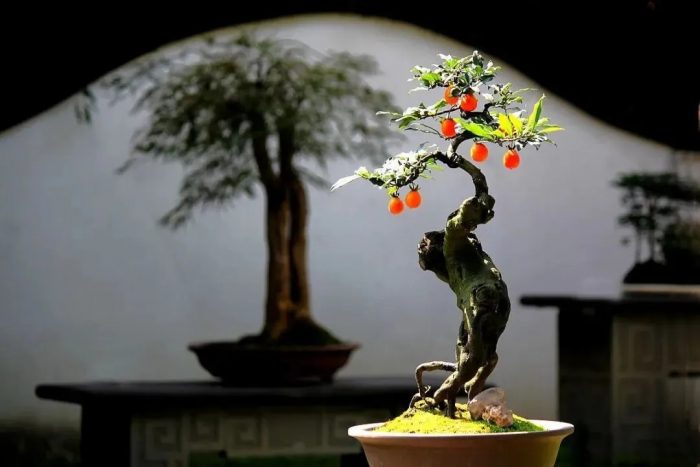 Why We Say International Horticultural Exhibition 2024 Chengdu Is A Dream World Tour? 