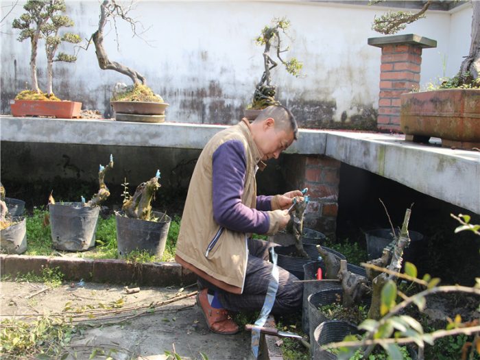 Where to see the traditional China Bonsai？A specialist from Bonsai hometown can tell you more stories than the image......