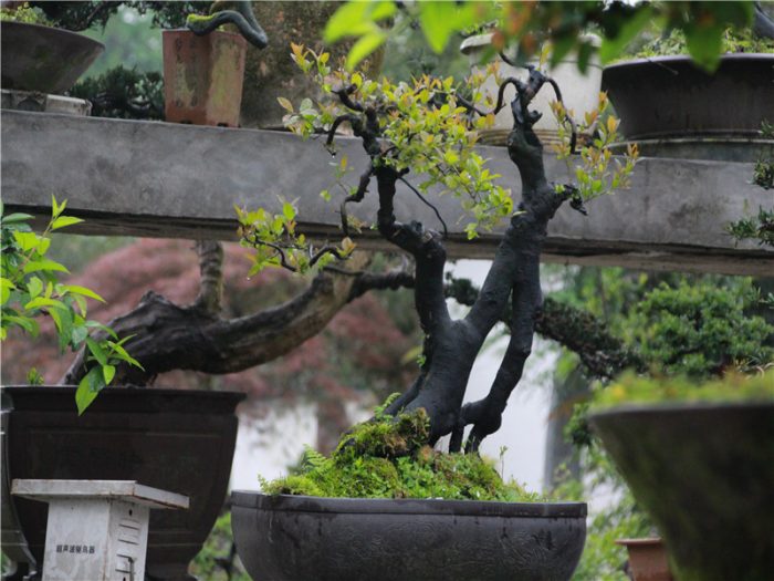 Where to see the traditional China Bonsai？A specialist from Bonsai hometown can tell you more stories than the image......