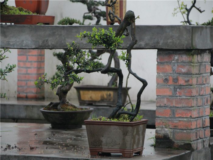 Where to see the traditional China Bonsai？A specialist from Bonsai hometown can tell you more stories than the image......