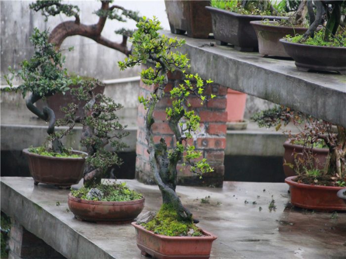 Where to see the traditional China Bonsai？A specialist from Bonsai hometown can tell you more stories than the image......