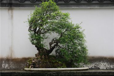 Where to see the traditional China Bonsai？A specialist from Bonsai hometown can tell you more stories than the image......