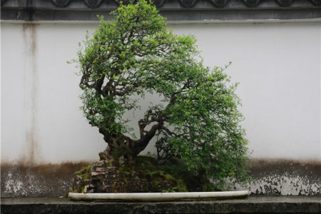 Where to see the traditional China Bonsai？A specialist from Bonsai hometown can tell you more stories than the image……