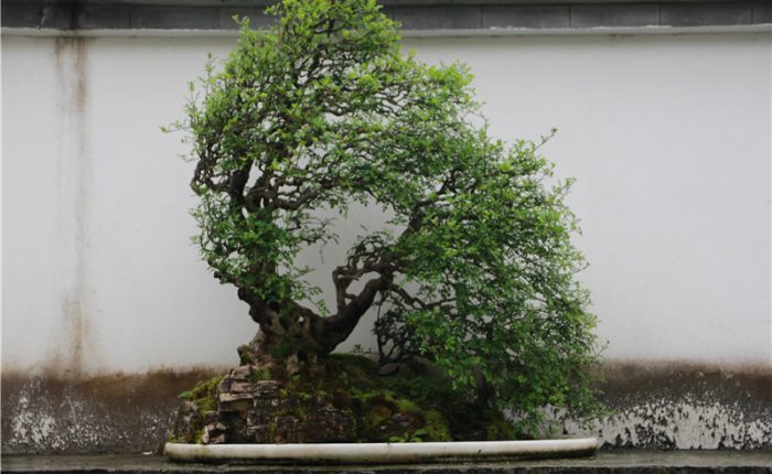 Where to see the traditional China Bonsai？A specialist from Bonsai hometown can tell you more stories than the image......