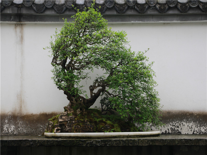 Where to see the traditional China Bonsai？A specialist from Bonsai hometown can tell you more stories than the image......