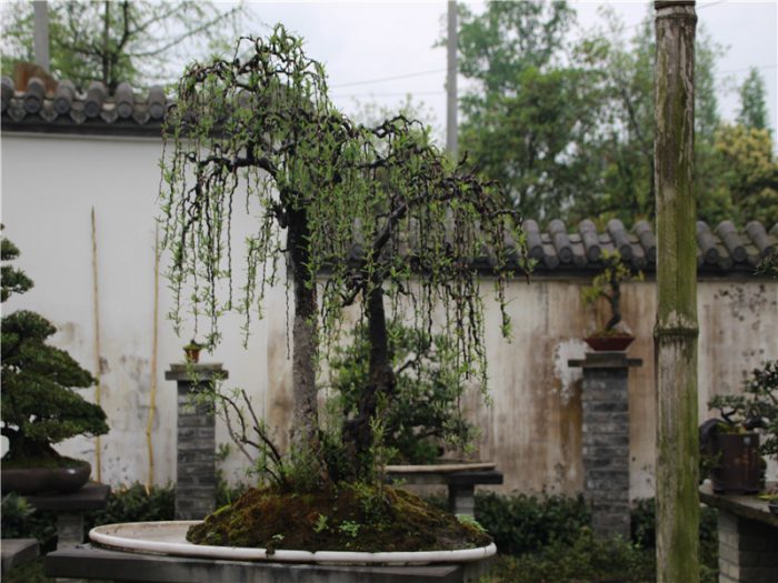 Where to see the traditional China Bonsai？A specialist from Bonsai hometown can tell you more stories than the image......