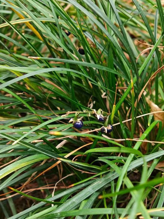 How can plants heal us?