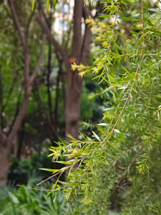 How can plants heal us?