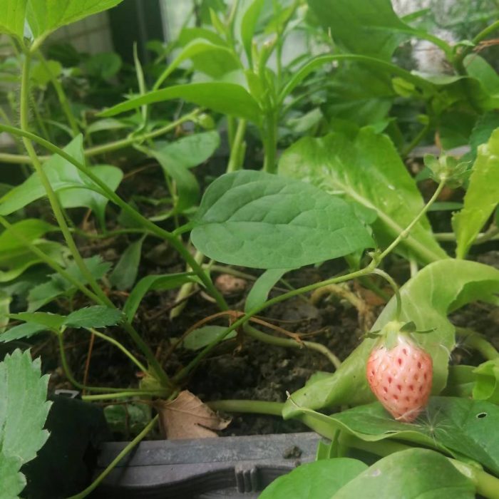 How to build your own healing garden?How to build your own healing garden?