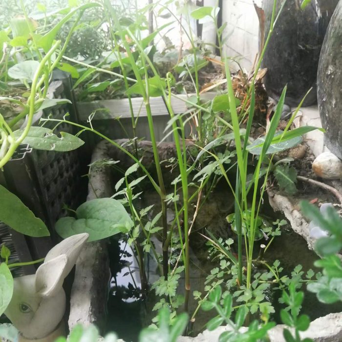 How to build your own healing garden?