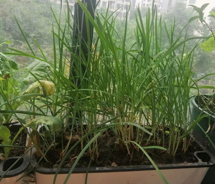 How to build your own healing garden?