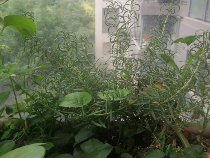 How to build your own healing garden?