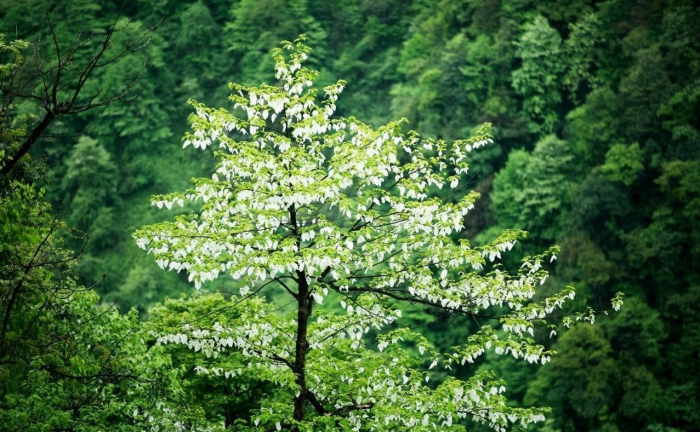 Colorful forest in Autumn, Vacation in hot spring resort, you may meet pandas in the mountain!