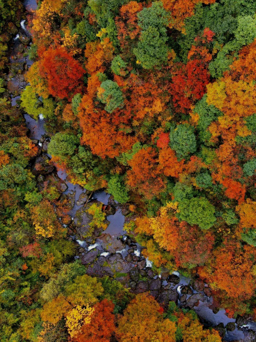 Colorful forest in Autumn, Vacation in hot spring resort, you may meet pandas in the mountain!