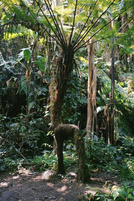 2 Hours Drive from Chengdu, You Arrive the Jurassic Fern Tree Valley and Gourmet Paradise