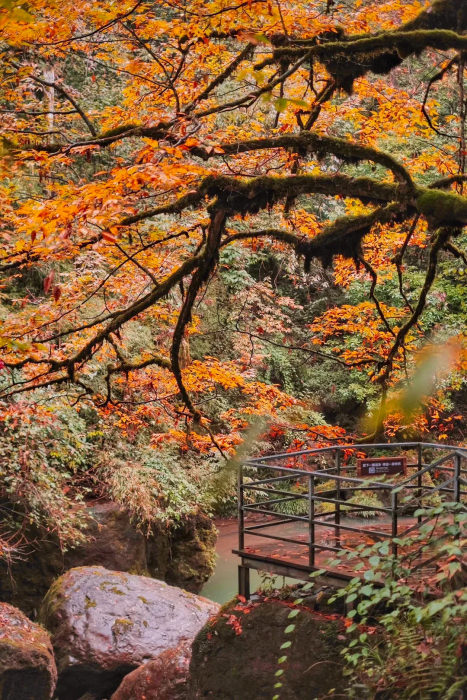 Colorful forest in Autumn, Vacation in hot spring resort, you may meet pandas in the mountain!