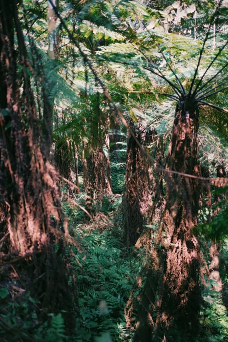 2 Hours Drive from Chengdu, You Arrive the Jurassic Fern Tree Valley and Gourmet Paradise
