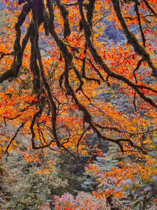 Colorful forest in Autumn, Vacation in hot spring resort, you may meet pandas in the mountain!