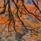 Colorful forest in Autumn, Vacation in hot spring resort, you may meet pandas in the mountain!