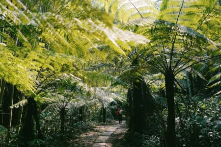 2 Hours Drive from Chengdu, You Arrive the Jurassic Fern Tree Valley and Gourmet Paradise