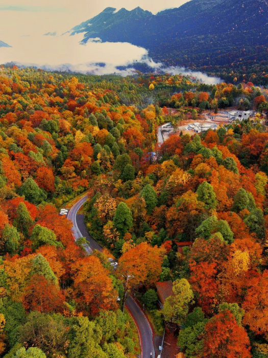 Colorful forest in Autumn, Vacation in hot spring resort, you may meet pandas in the mountain!