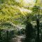 2 Hours Drive from Chengdu, You Arrive the Jurassic Fern Tree Valley and Gourmet Paradise