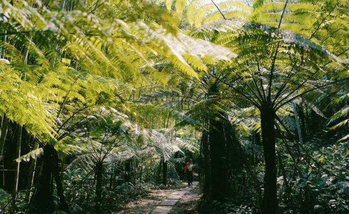 2 Hours Drive from Chengdu, You Arrive the Jurassic Fern Tree Valley and Gourmet Paradise