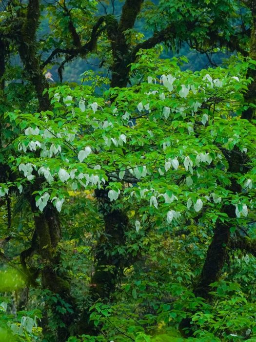 Colorful forest in Autumn, Vacation in hot spring resort, you may meet pandas in the mountain!