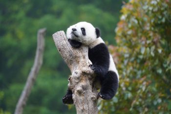 A Vacation in Tibetan Ancient Stone Village and Their Nature & Culture