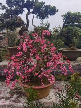 Bonsai Craft with Master Guide Rural Immersion in Chengdu