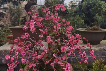 Bonsai Craft with Master Guide & Rural Immersion in Chengdu Bonsai Craft with Master Guide & Rural Immersion in Chengdu