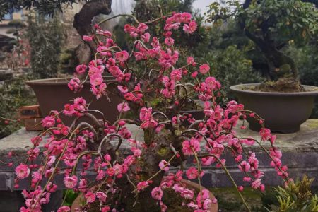 Bonsai Craft with Master Guide Rural Immersion in Chengdu
