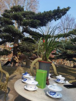 Bonsai Craft with Master Guide Rural Immersion in Chengdu