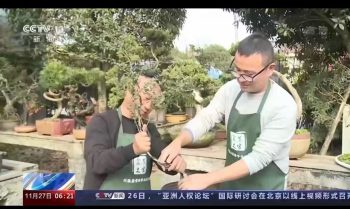 Bonsai Craft with Master Guide Rural Immersion in Chengdu