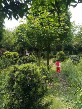 Bonsai Craft with Master Guide Rural Immersion in Chengdu